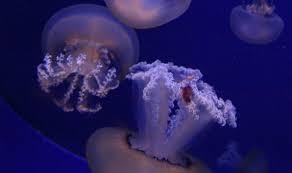 Aquarium de Cala Gonone