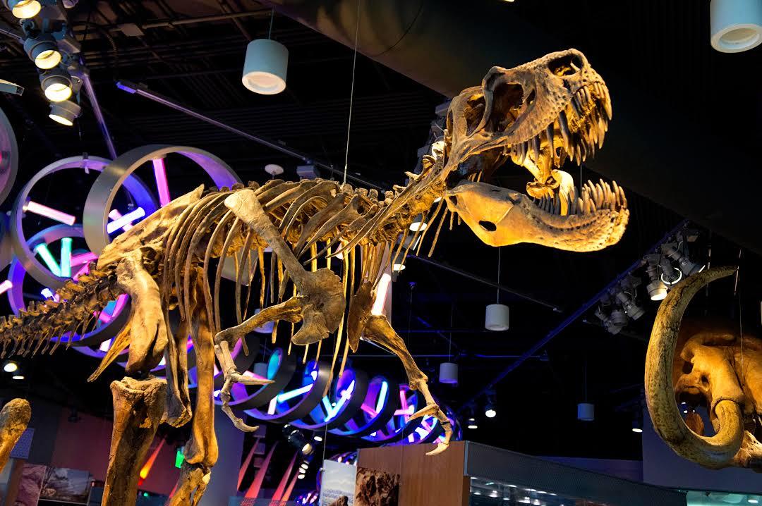 Musée des Sciences naturelles de Caroline du Nord