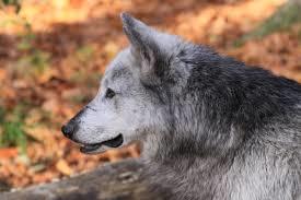 Lebenshilfe Wildpark Feldkirch