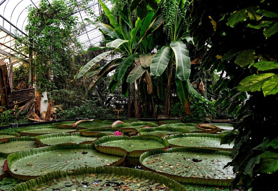 Jardin botanique de Ventnor