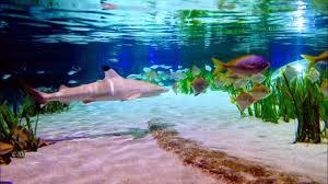 Aquarium Sea Life à Oberhausen