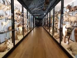 Walter Rothschild Zoological Museum