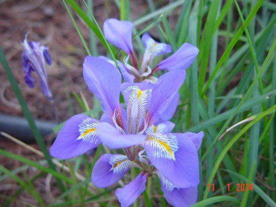 Jardin Botanique Diomède