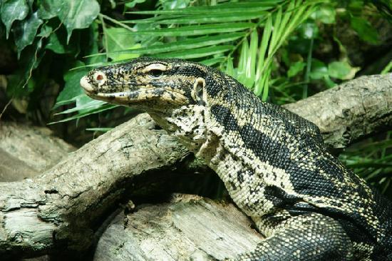 Reptilium Terrarien- und Wustenzoo Landau
