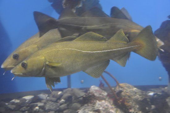The Faroe Islands Aquarium