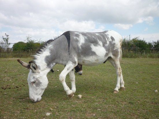 Asinerie de Varennes
