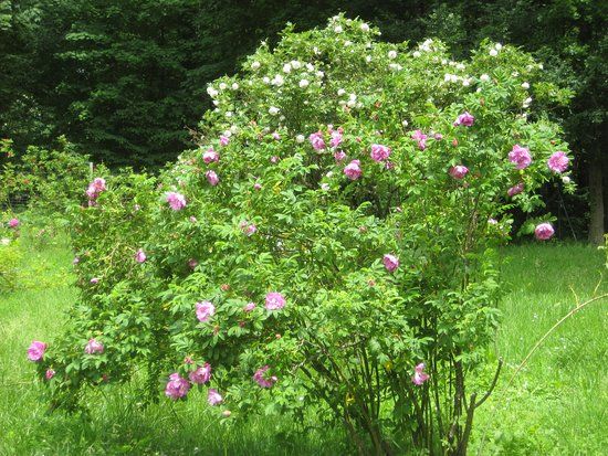 Wildrosengarten Zweibrucken