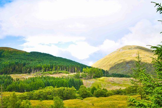 Tyndrum Community Woodland