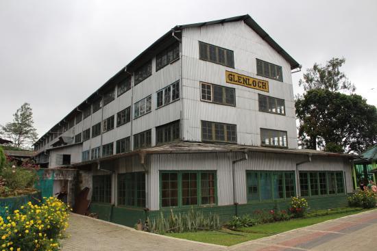 Glennloch Tea Factory
