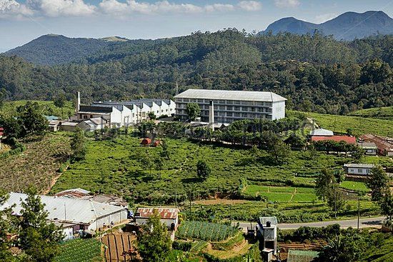 Usine de thé de Pedro