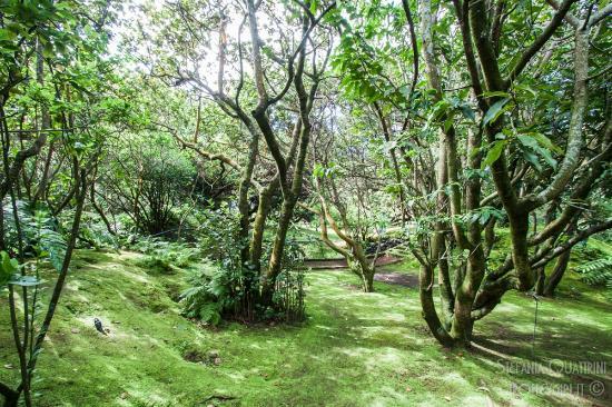 Faial Botanical Garden