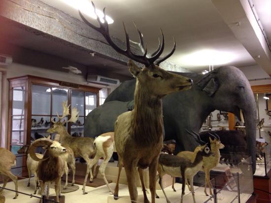 Le Musée d'Histoire Naturelle Victor Brun