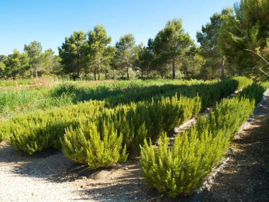 Jardin botanique Ecoherbes Park