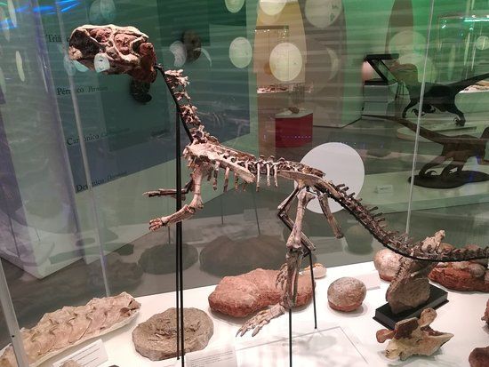 Musée d'histoire naturelle de Sintra