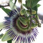 Padaria Pastelaria Veiga SA