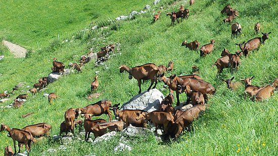 Chevrerie des Confins