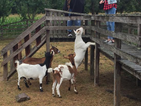 La Chèvrerie du Désert