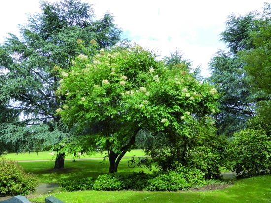 Arboretum Cimetière Parc