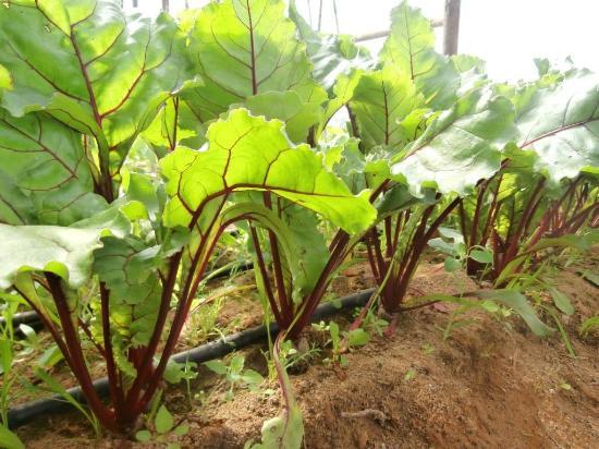 Quinta Pedagógica da Caria