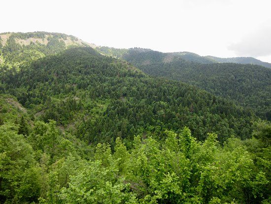 Fir of Hotova National Park