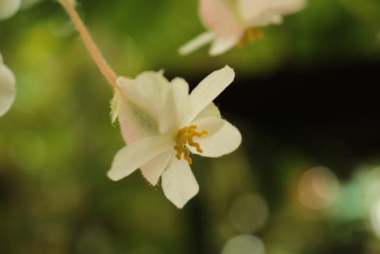 Conservatoire du Bégonia