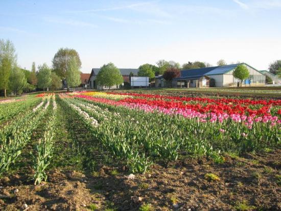 Cueillette de Compans