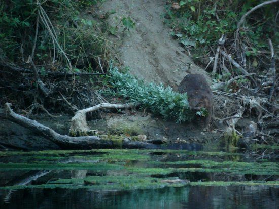 Observation des castors des Gorges du Gardon