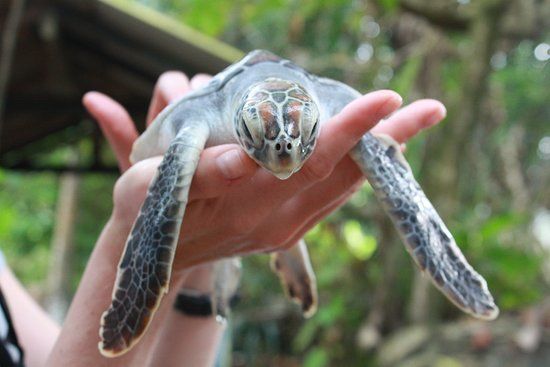 Galbokka Turtle Hatchery