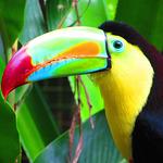 Poulet Frit Maniaque Marche Vaillancourt