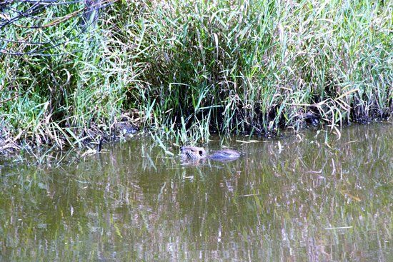 Réserve Naturelle Régionale Marais de Brière