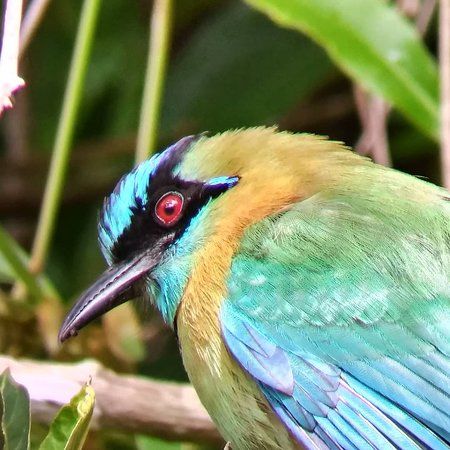 Réserve naturelle Curi-Cancha