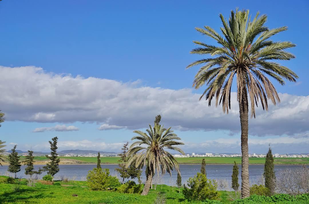 Lac salé de Larnaca