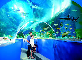 Aquarium Blue Reef