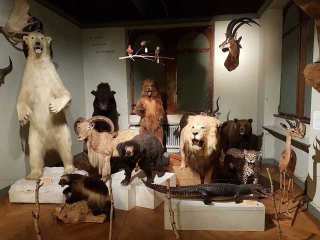 Musée Zoologique de Strasbourg