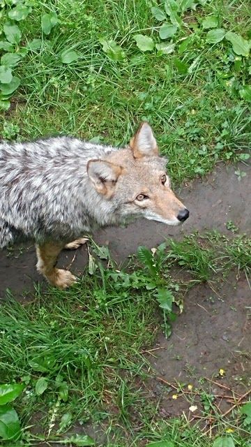Bioparc de la Gaspésie