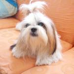 Phuc Long Coffee & Tea Gigamall