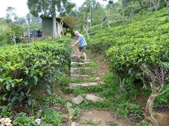 Usine de thé de Kinellan