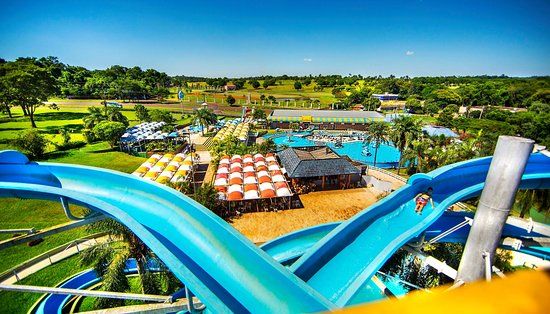 Dingo fait de la natation