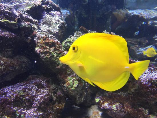 Aquarium Mundo Marino