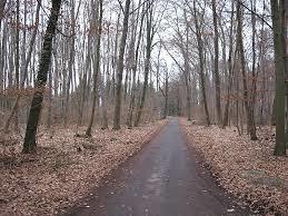 Forêt de Franckfort