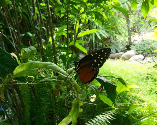 Jardin et volière à papillons Le Tropique du Papillon