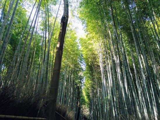 Forêt de bambous d'Arashiyama