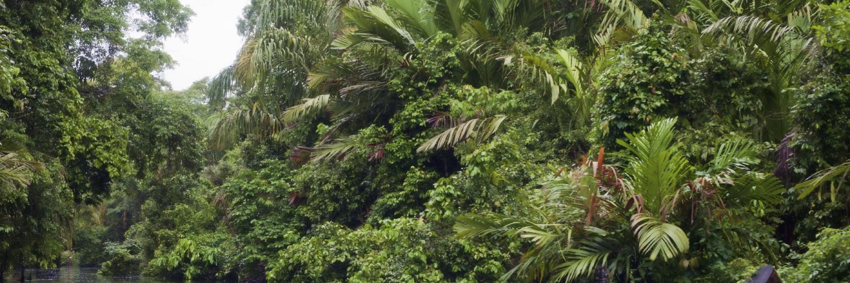 Parc national de Tortuguero
