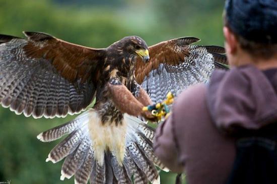 Centre de fauconnerie de Malte
