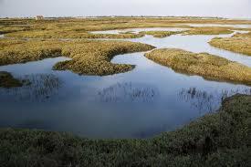 réserve naturelle nationale de Lilleau des Niges