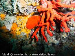 Marine Protected Area Neptune's Kingdom