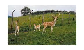 Parc Animalier Etxola