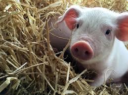 Longdown Activity Farm