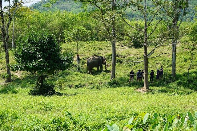 Sanctuaire des éléphants Phuket Elephant Sanctuary