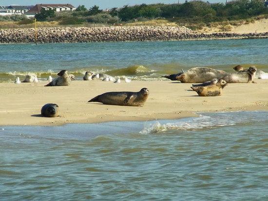 Club Nautique Berckois